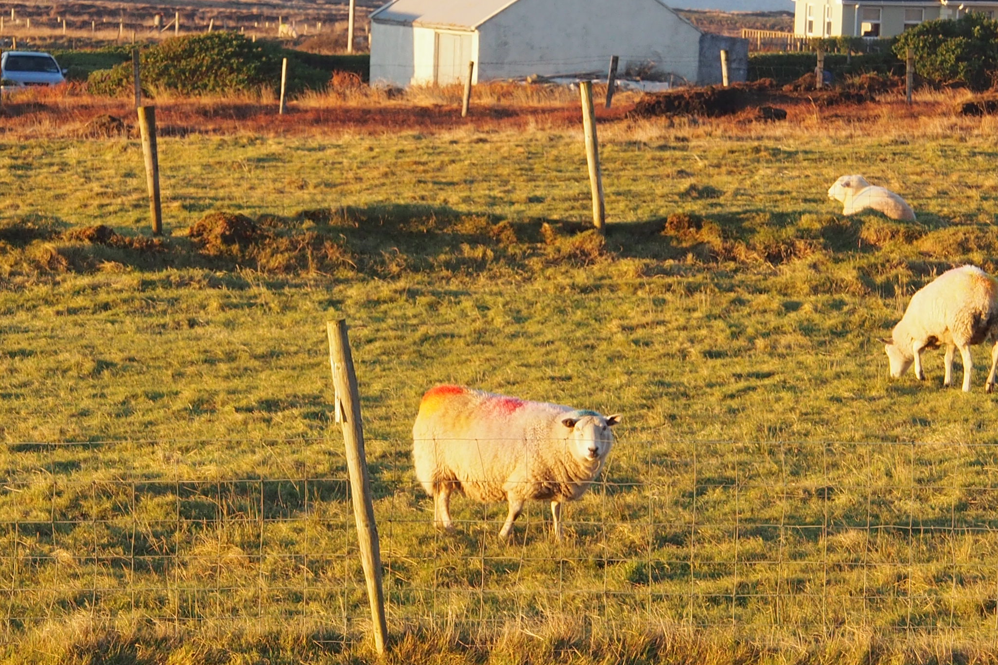 sheep.png