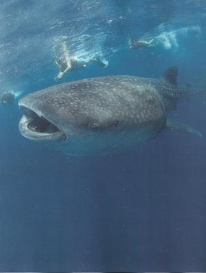 Cancun-and-the-Riviera-Maya-whale-shark.jpg