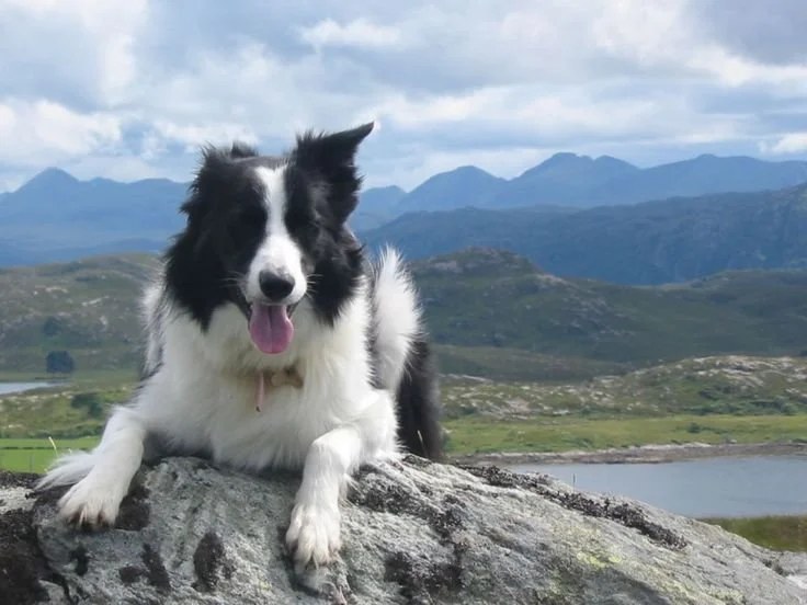 UK-and-Ireland-Scottish-Highlands-Sheepdog.jpg
