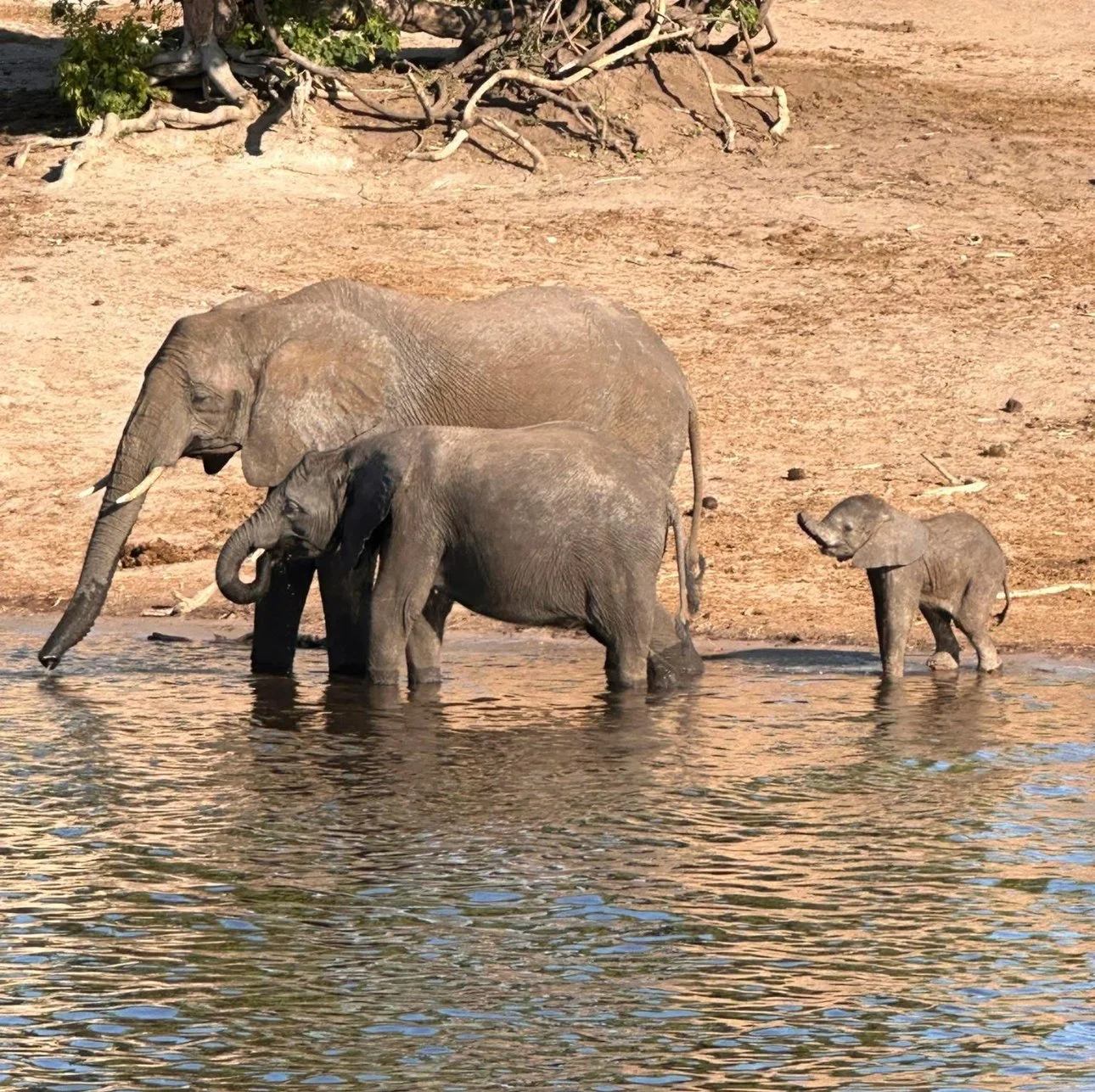 Travel-to-Africa-Elephants-by-watering-hole-2025-05-24 13.26.04.jpg