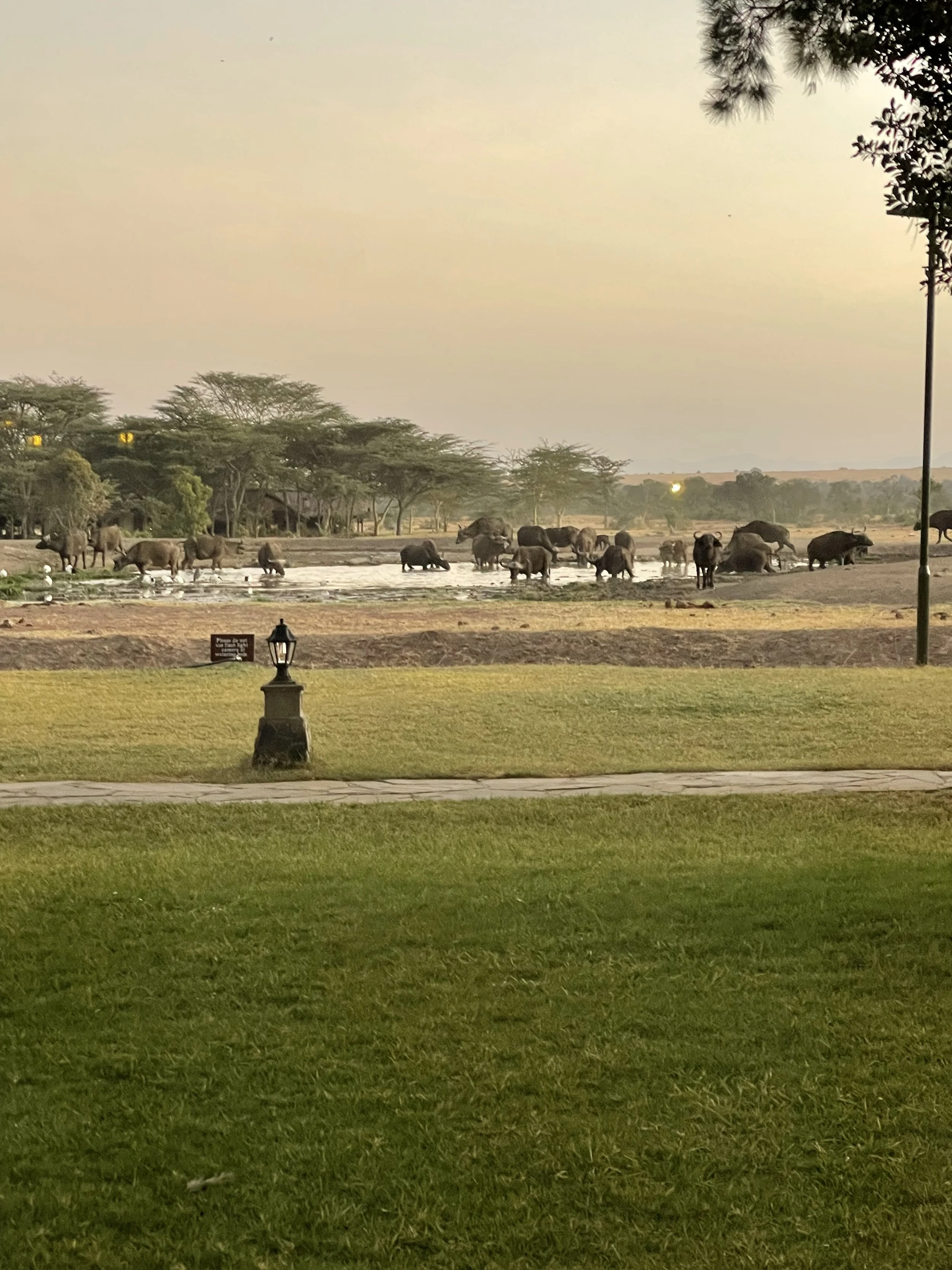I left my heart in Kenya:  Why Ol Pejeta Conservancy Matters