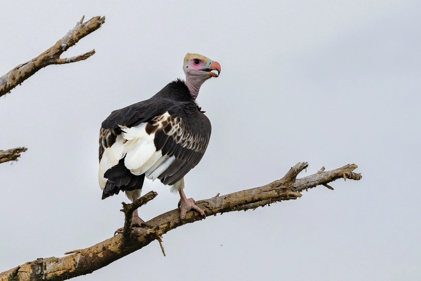 The Unexpected Magic of Birdwatching on Safari