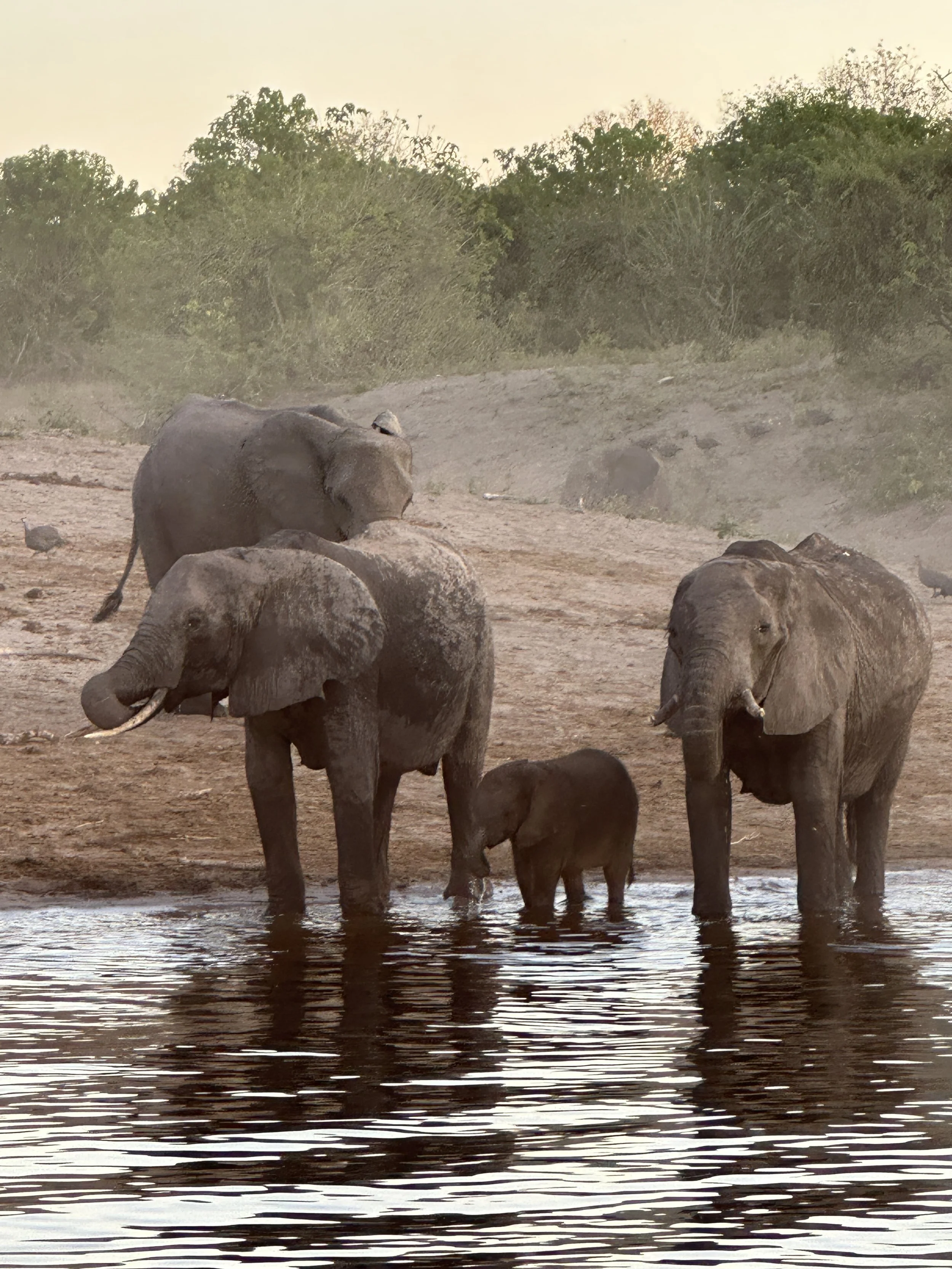 Elephants-in-South-Africa-Travel-2025-05-22 17.38.14.jpg