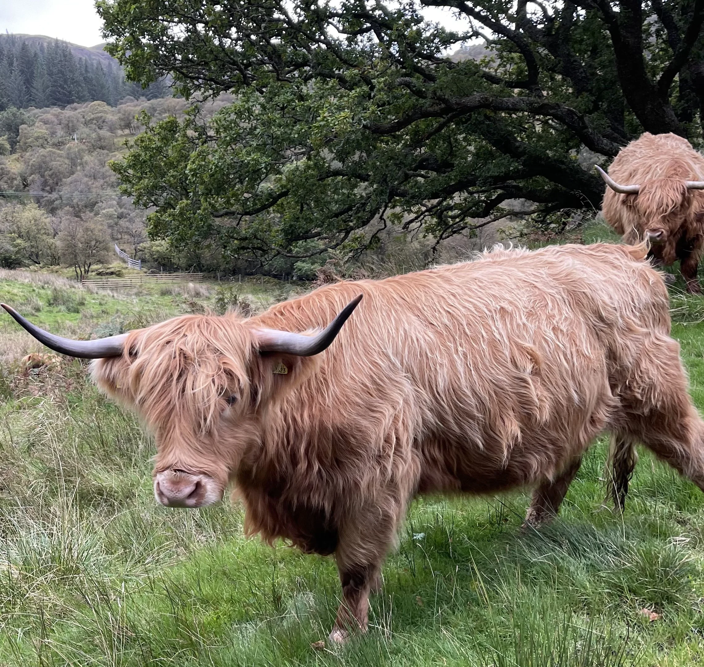 Beyond the Castles and Cliffs: The Experiences That Bring the UK &amp; Ireland to Life