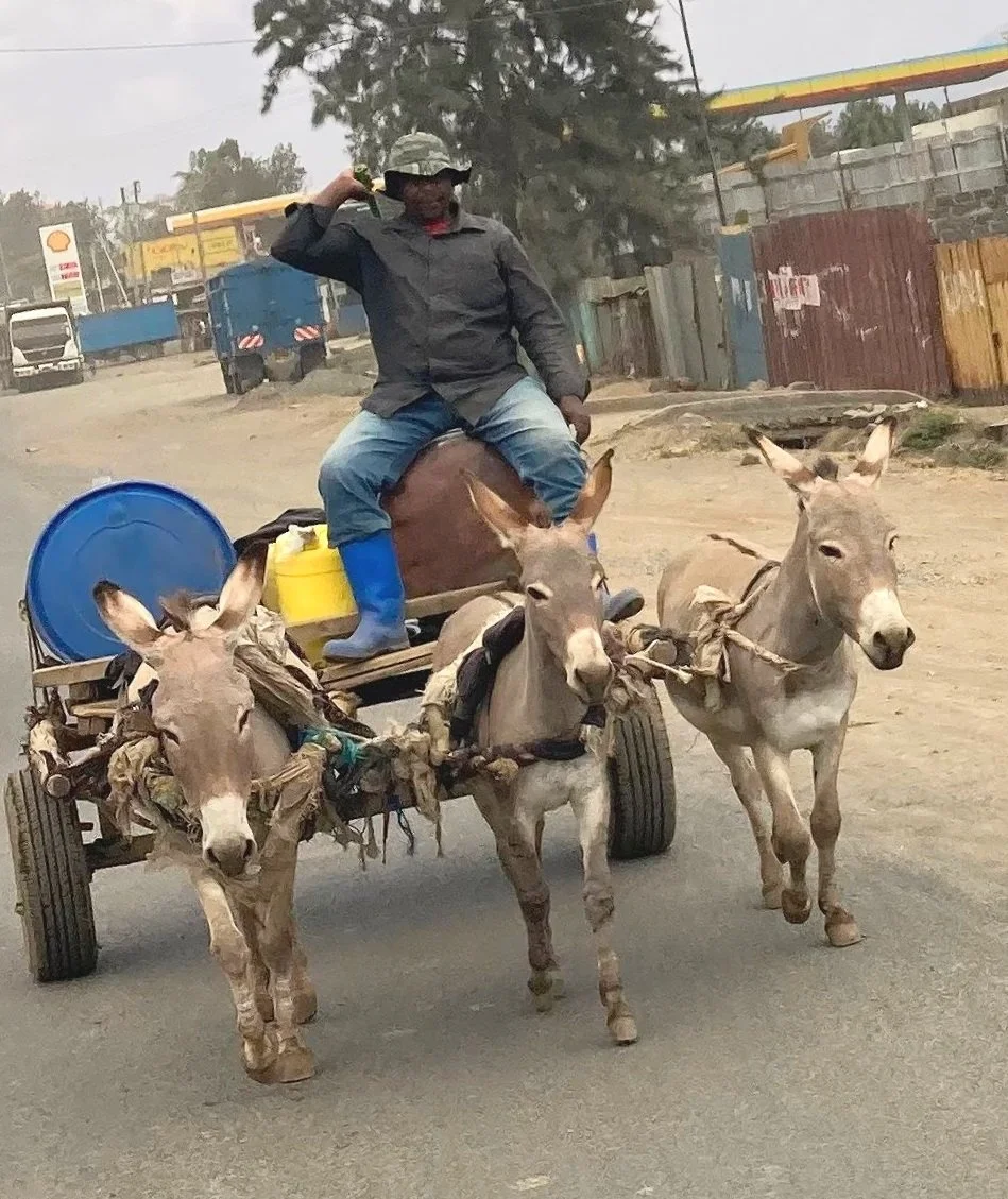 donkey cart in Kenya