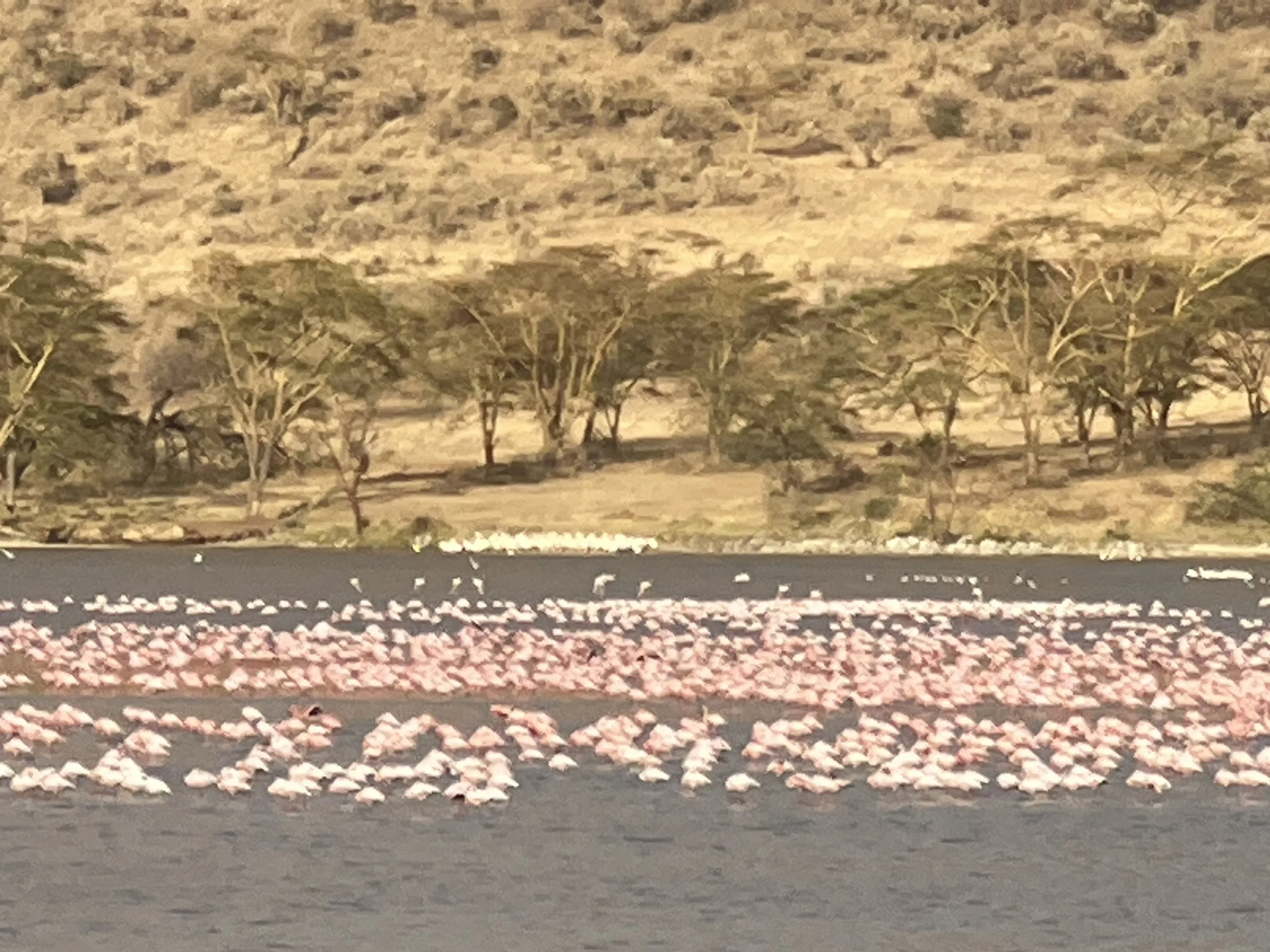 Flamingos in the wild in Kenya