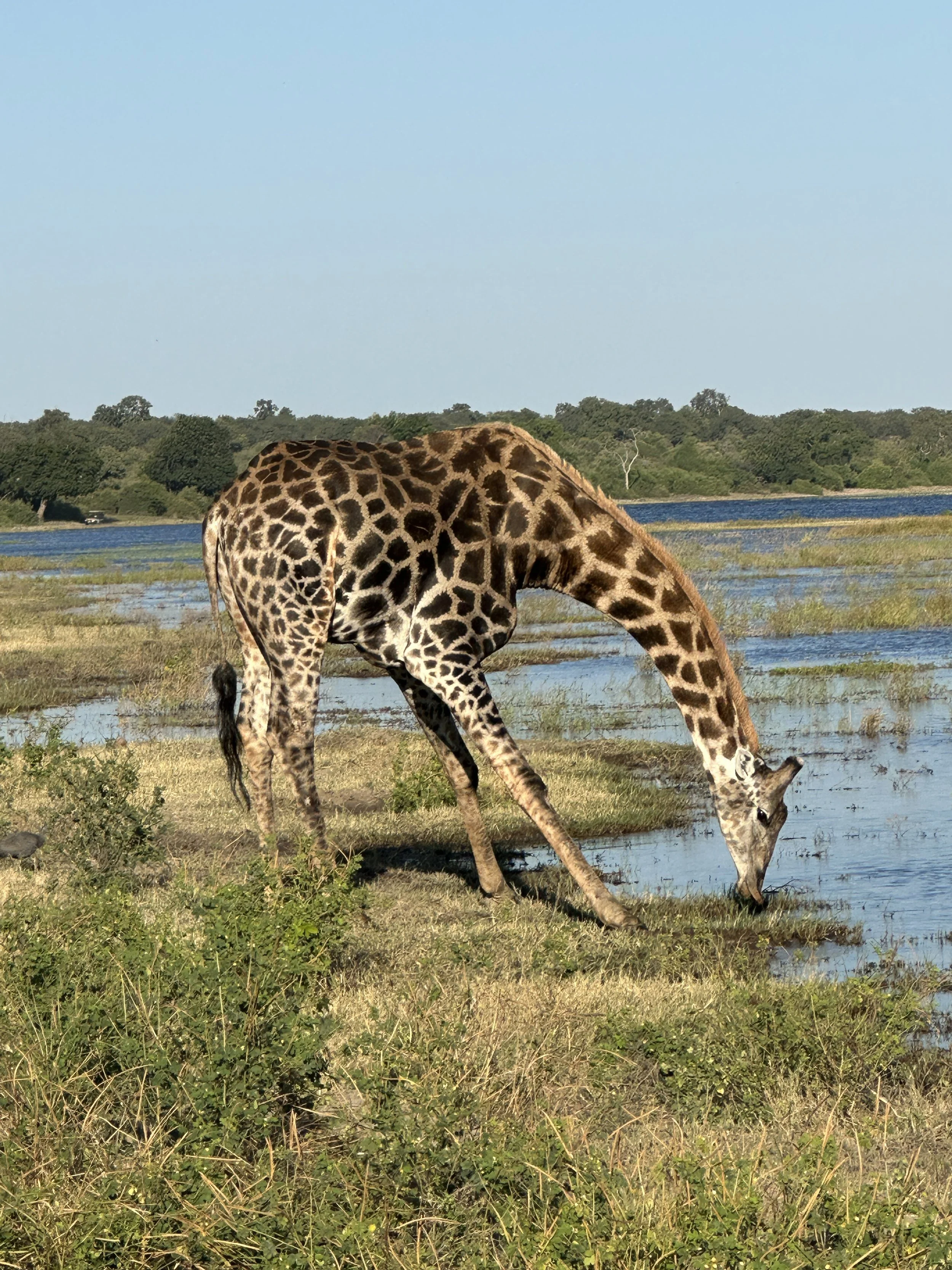 Giraffe drinking from Chobe River, cautiously needing to survive
