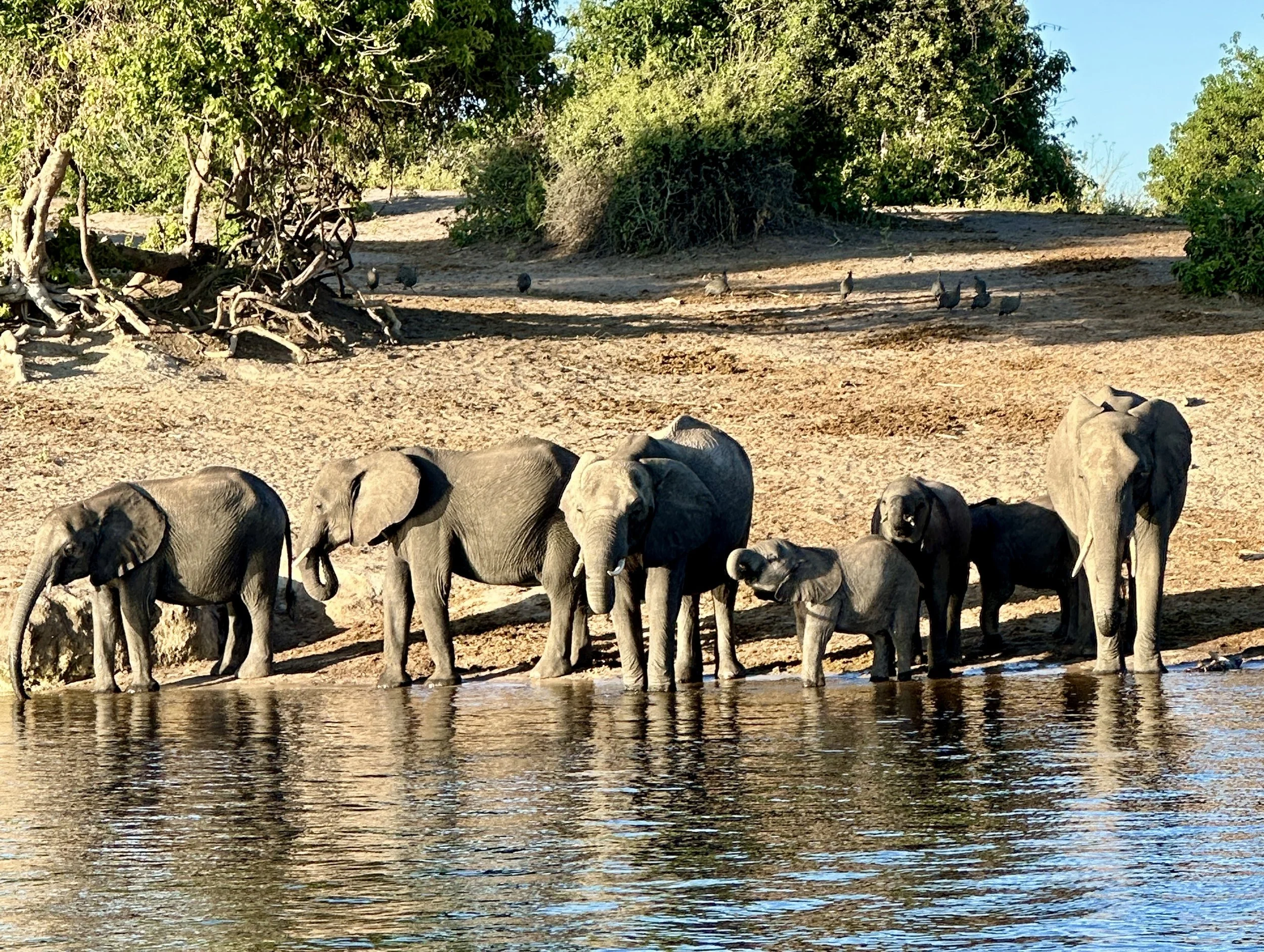 Elephants drinking in South Africa on a tour with The Joy of Travel