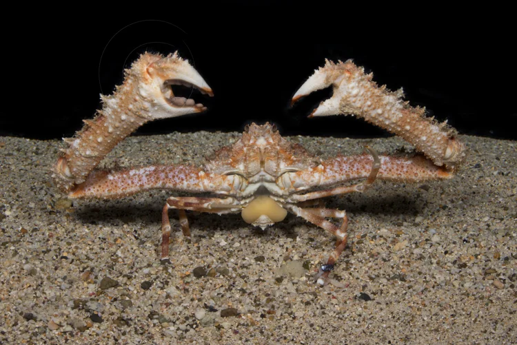 Big Crab-web use.jpg