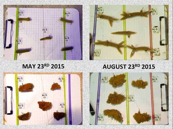 Coralrrestoration.jpg