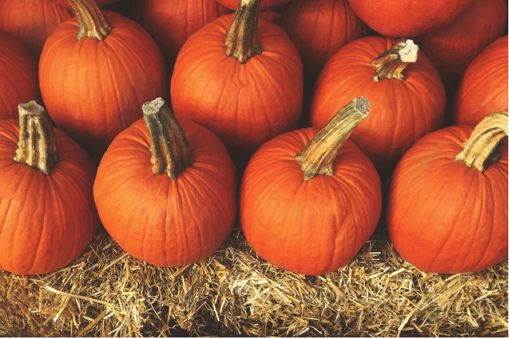Pumpkin Patch