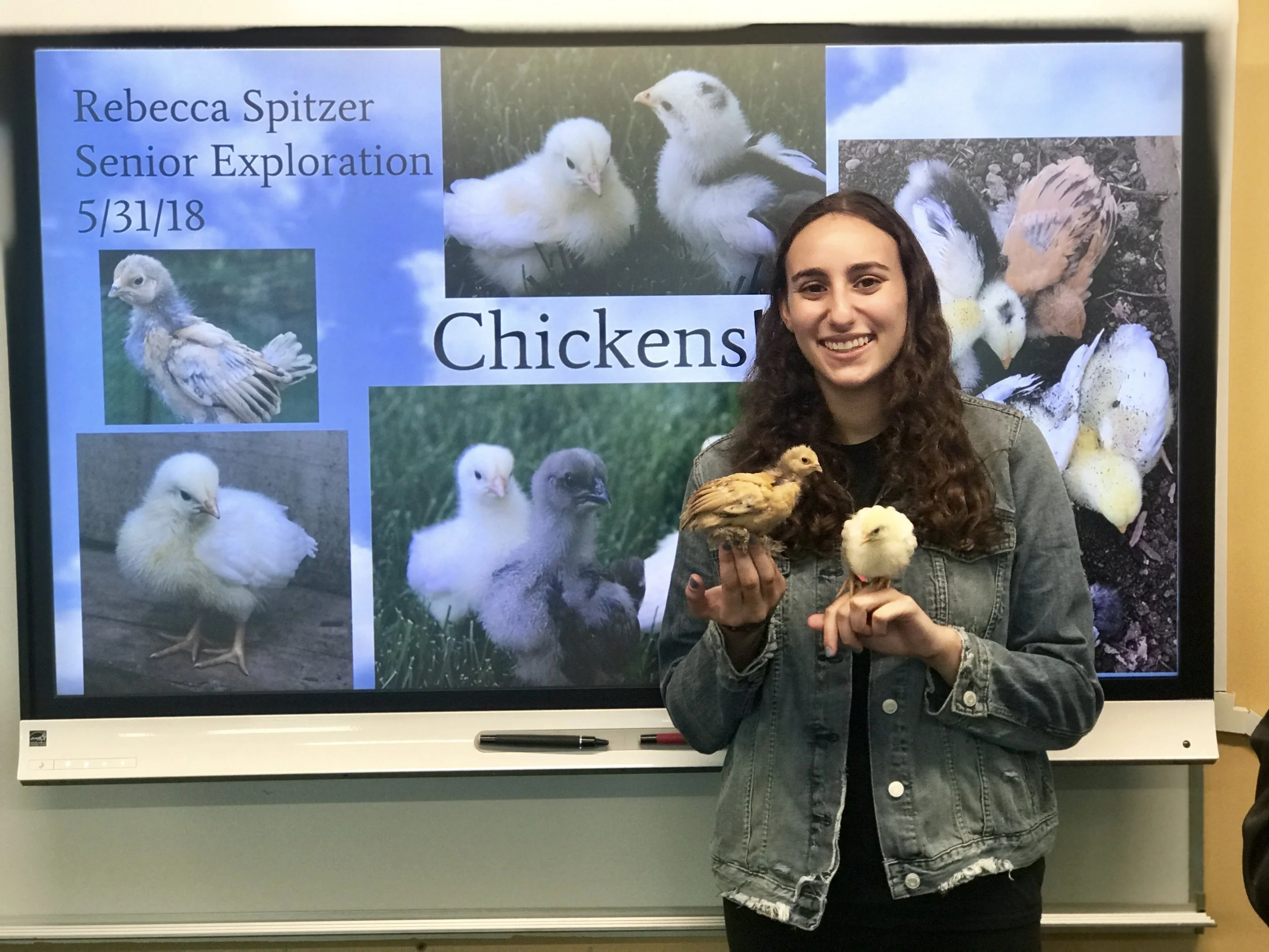 Rebecca Spitzer (HS ‘18) did a project on raising chickens!