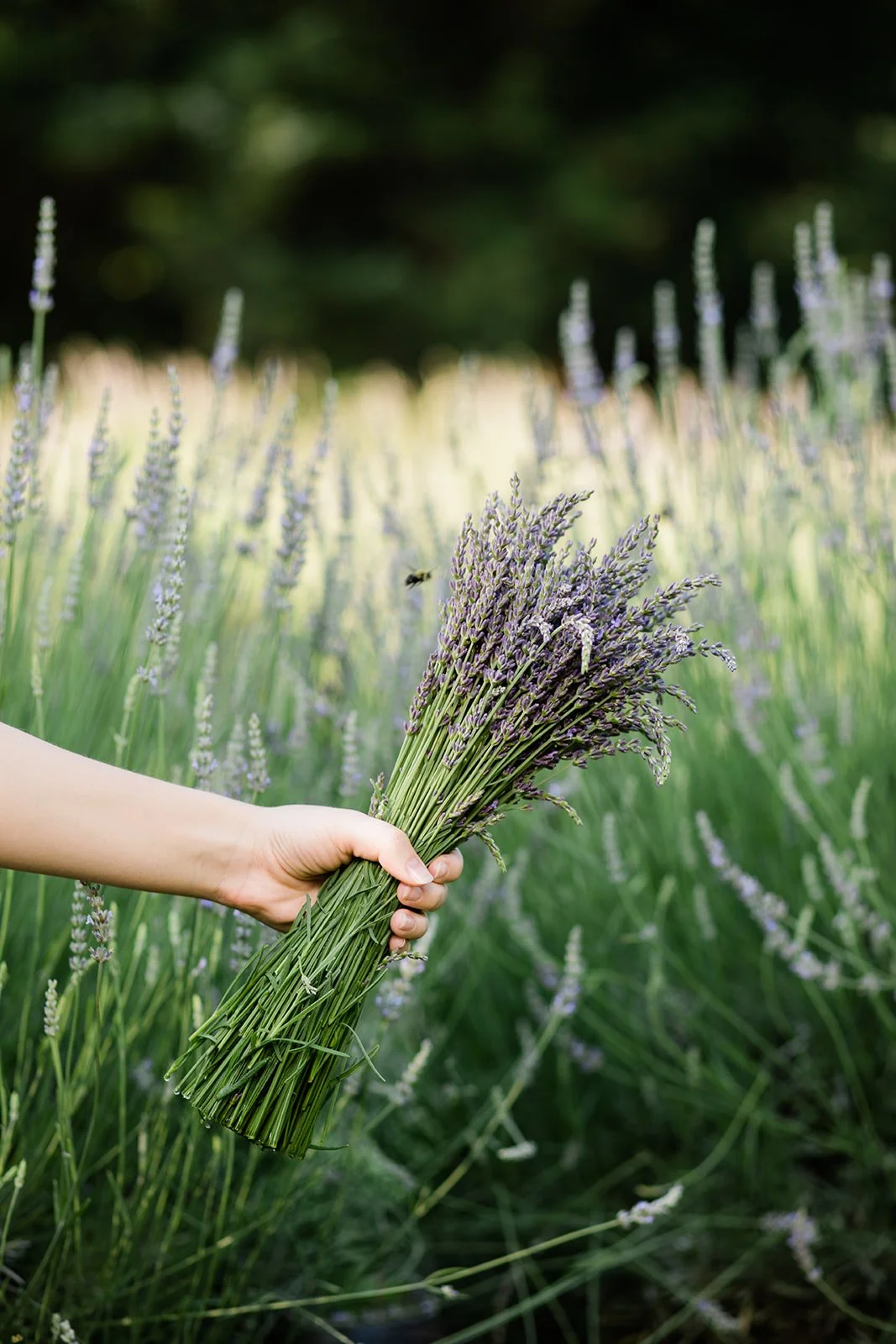 How to Harvest Lavender