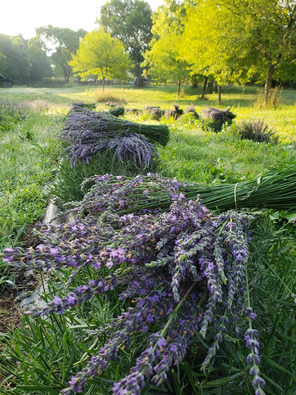 How to Grow Lavender in the South — Menkveld Farm Cut Flower Education and Consulting