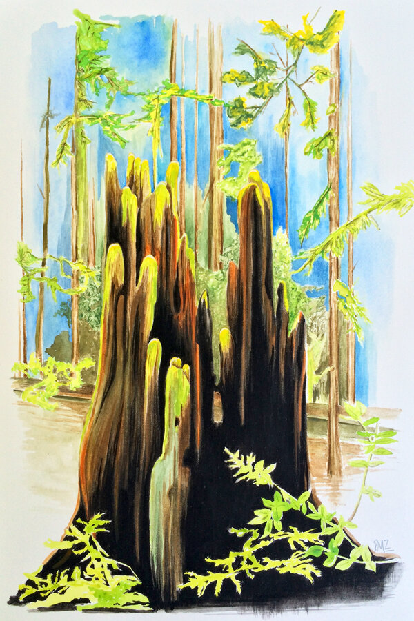 Redwood Stump By Patrushka -web600.jpg