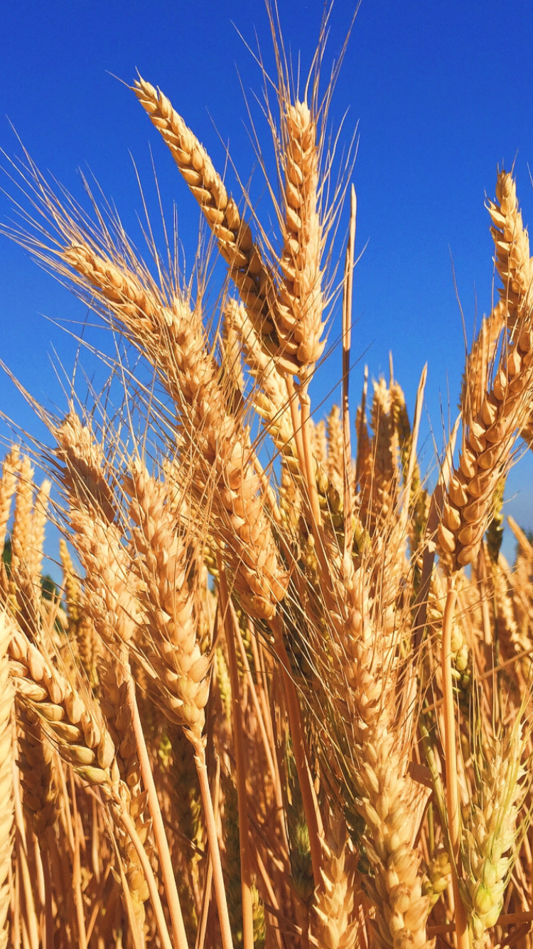 The G word. GLUTEN. What's the deal?