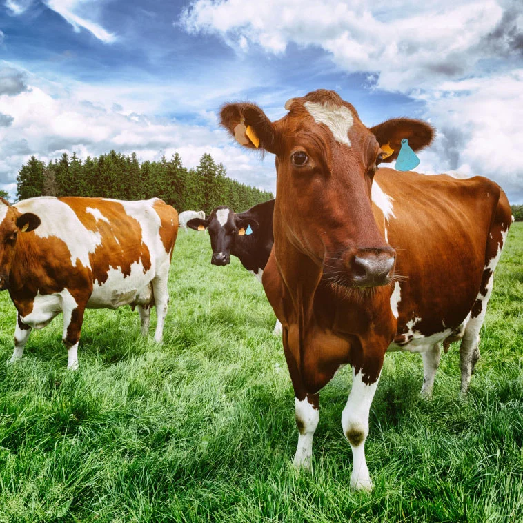 bigstock-Herd-Of-Cows-At-Green-Field-61918880-1024x758.jpg