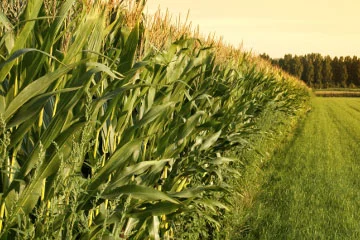 corn1.jpg