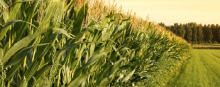 corn1.jpg
