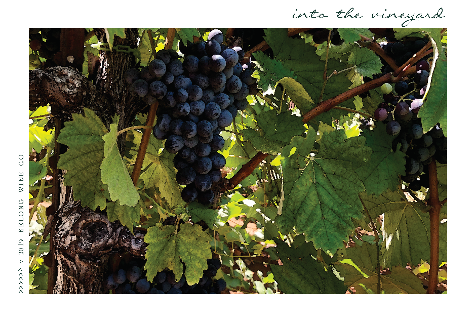 Follow us into the vineyard...