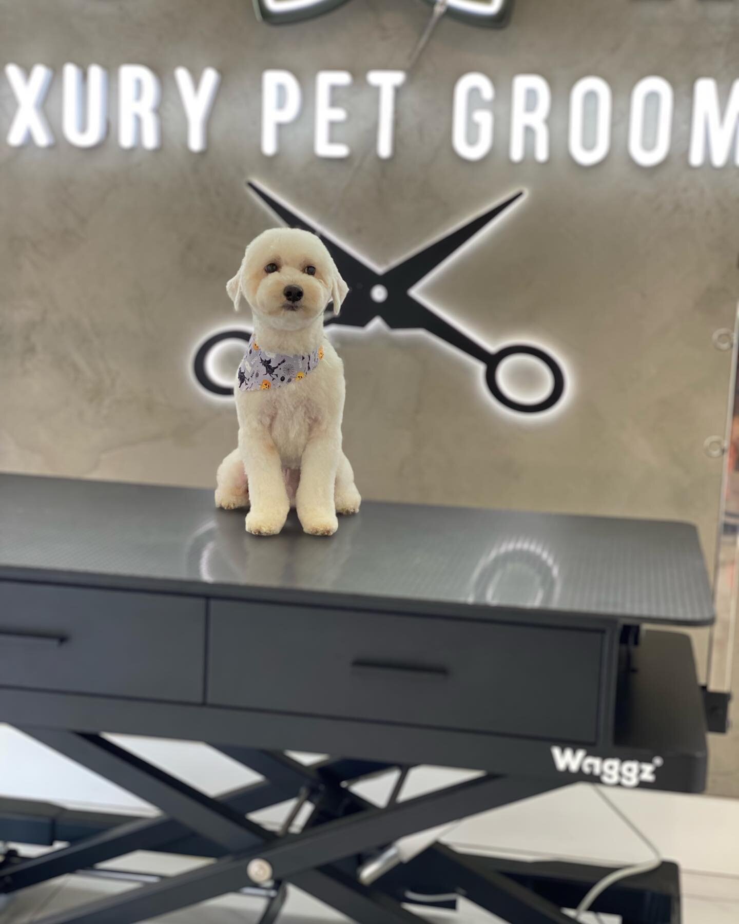 See grooming isn&rsquo;t that bad 👌🏼

I think we should leave one of these cool @waggzgrooming table up front for pictures 

Book your next appointment by visiting our website www.pawsatmain.com ✅