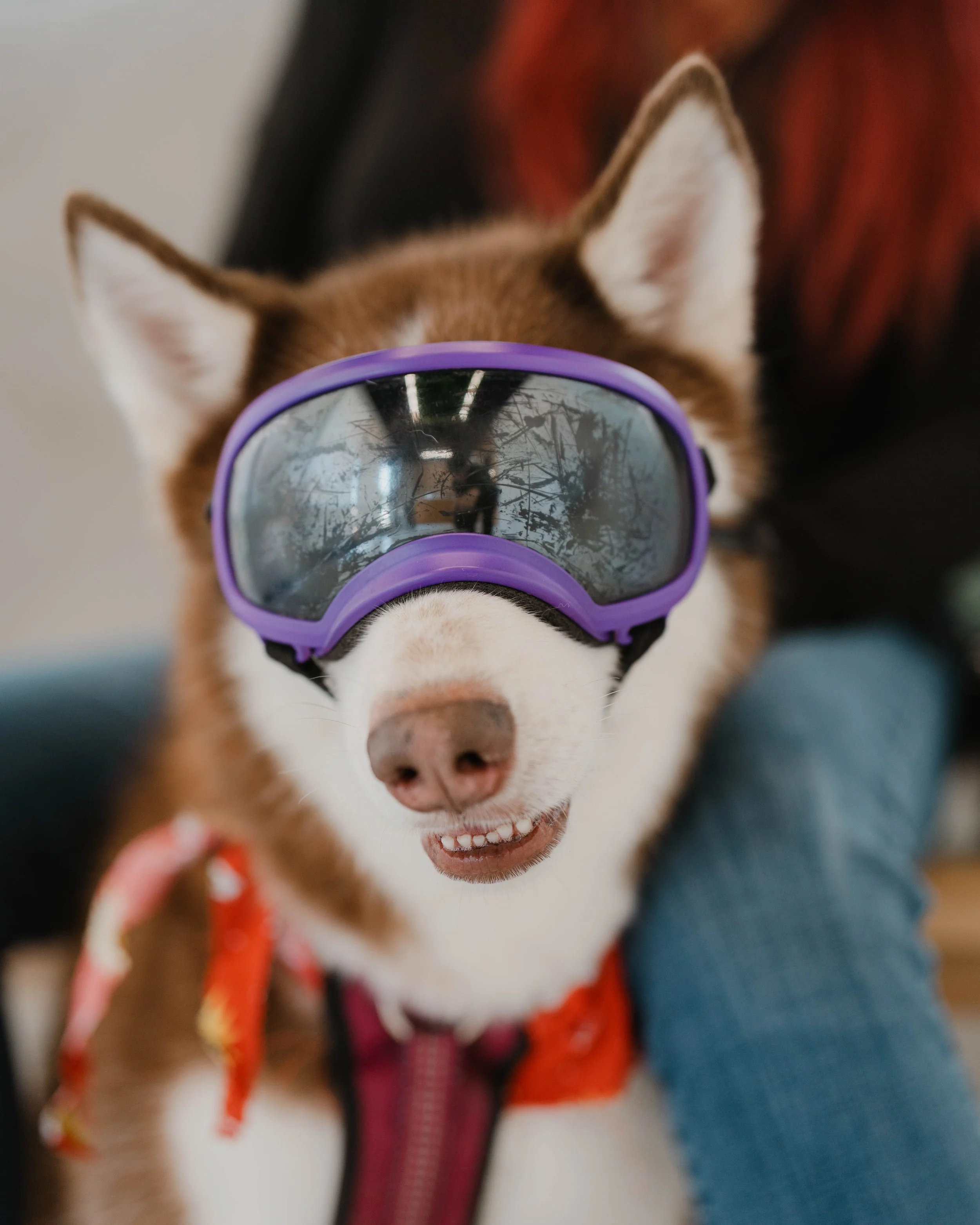 Happy dog after groom