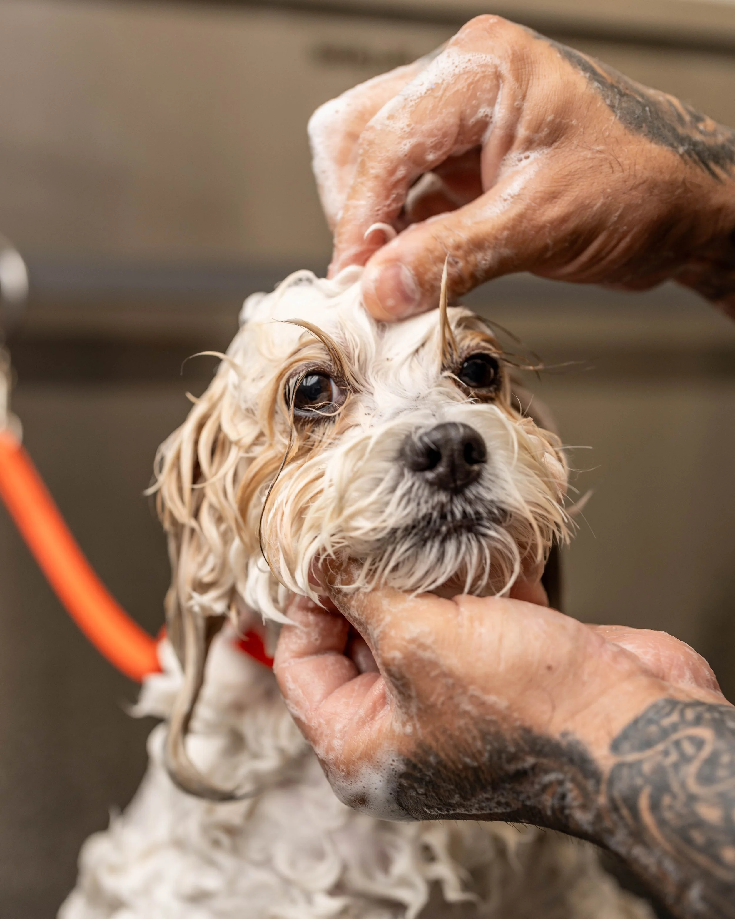 Dog being bathed