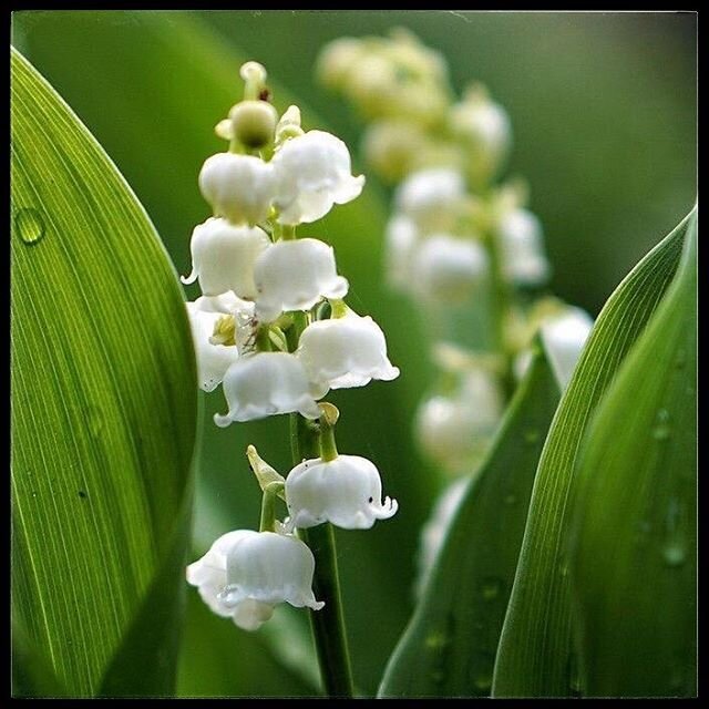 Une bonne dose de bonheur.😁
#1er mai #bonheur #muguet #vacances #vacance #holiday #holidays #iledere #&icirc;ledere #location #locations #conciergerie #soleil #sun #lacouarde #leboisplage #loix #saintmartin #luxe #vacancesenfamille #mesjoliesmaisons