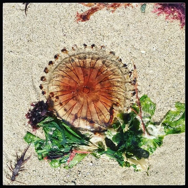 ADMIRER #retrouverlaplage #meduses #&ccedil;apique vacances #vacance #holiday #holidays #iledere #&icirc;ledere #location #locations #conciergerie #soleil #sun #lacouarde #leboisplage #loix #saintmartin #luxe #vacancesenfamille #mesjoliesmaisons