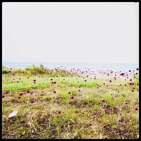 Bonheur des yeux!#sentierdelaplage #alium #bonheur#beaute #plage#dune #vacances #vacance #holiday #holidays #iledere #&icirc;ledere #location #locations #conciergerie #soleil #sun #lacouarde #leboisplage #loix #saintmartin #luxe #vacancesenfamille #m