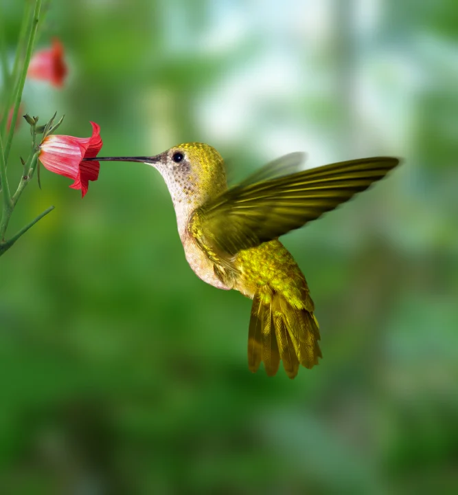 hummingbird.jpg