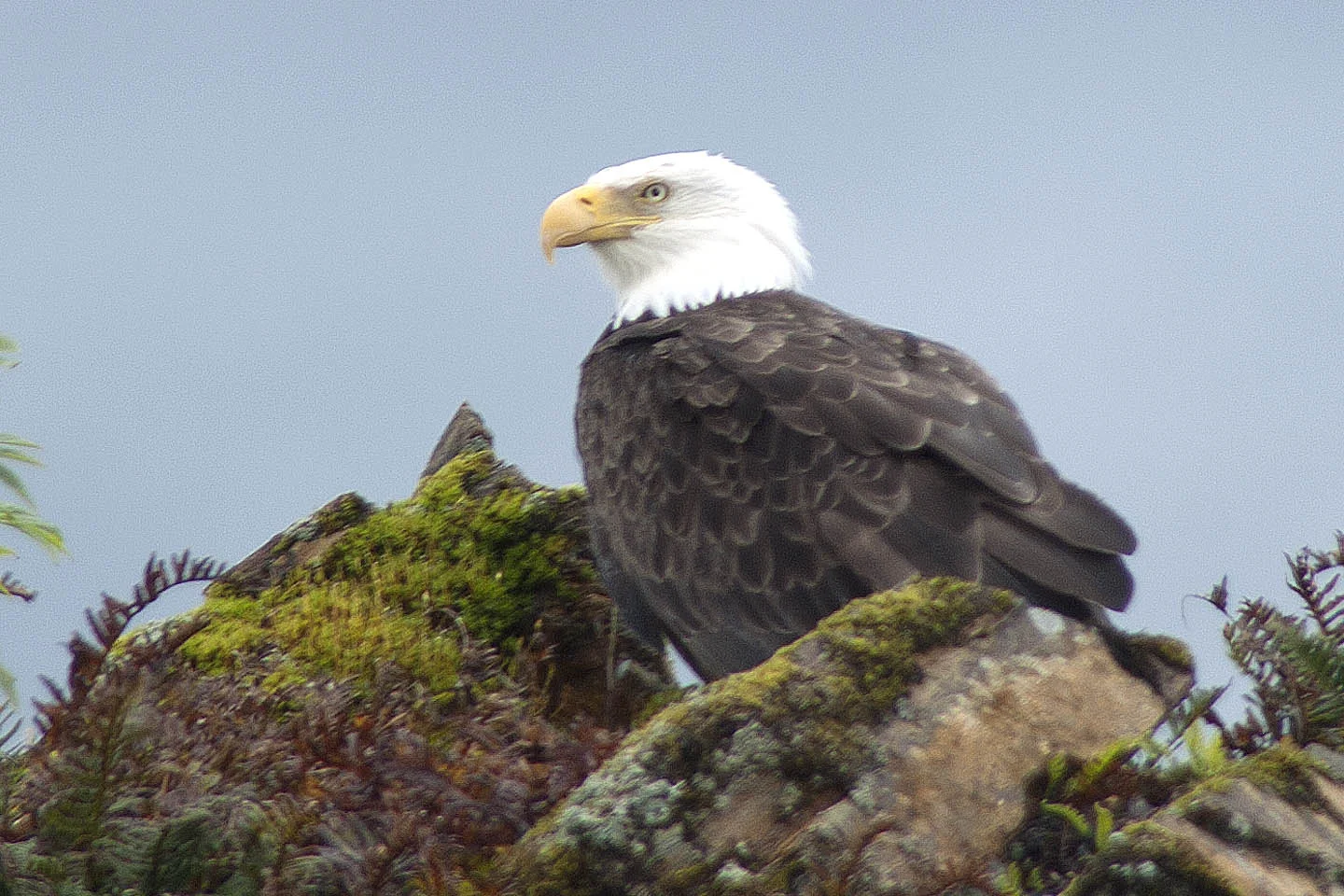 bald eagle rocks.jpg