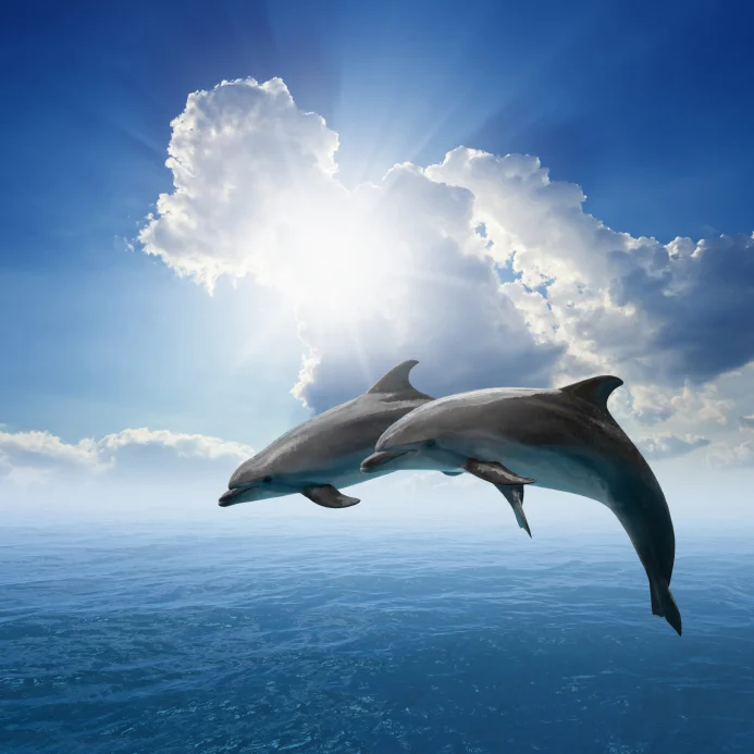 bottlenose dolphins leaping.jpg