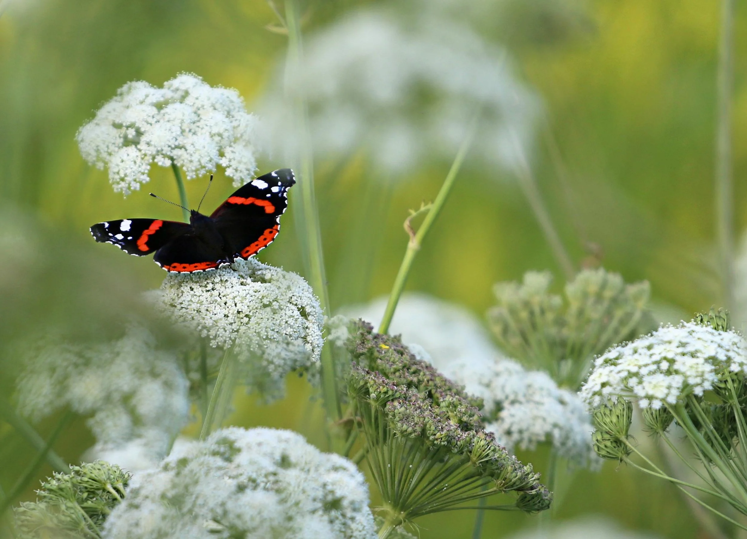 butterfly white flowers.jpg