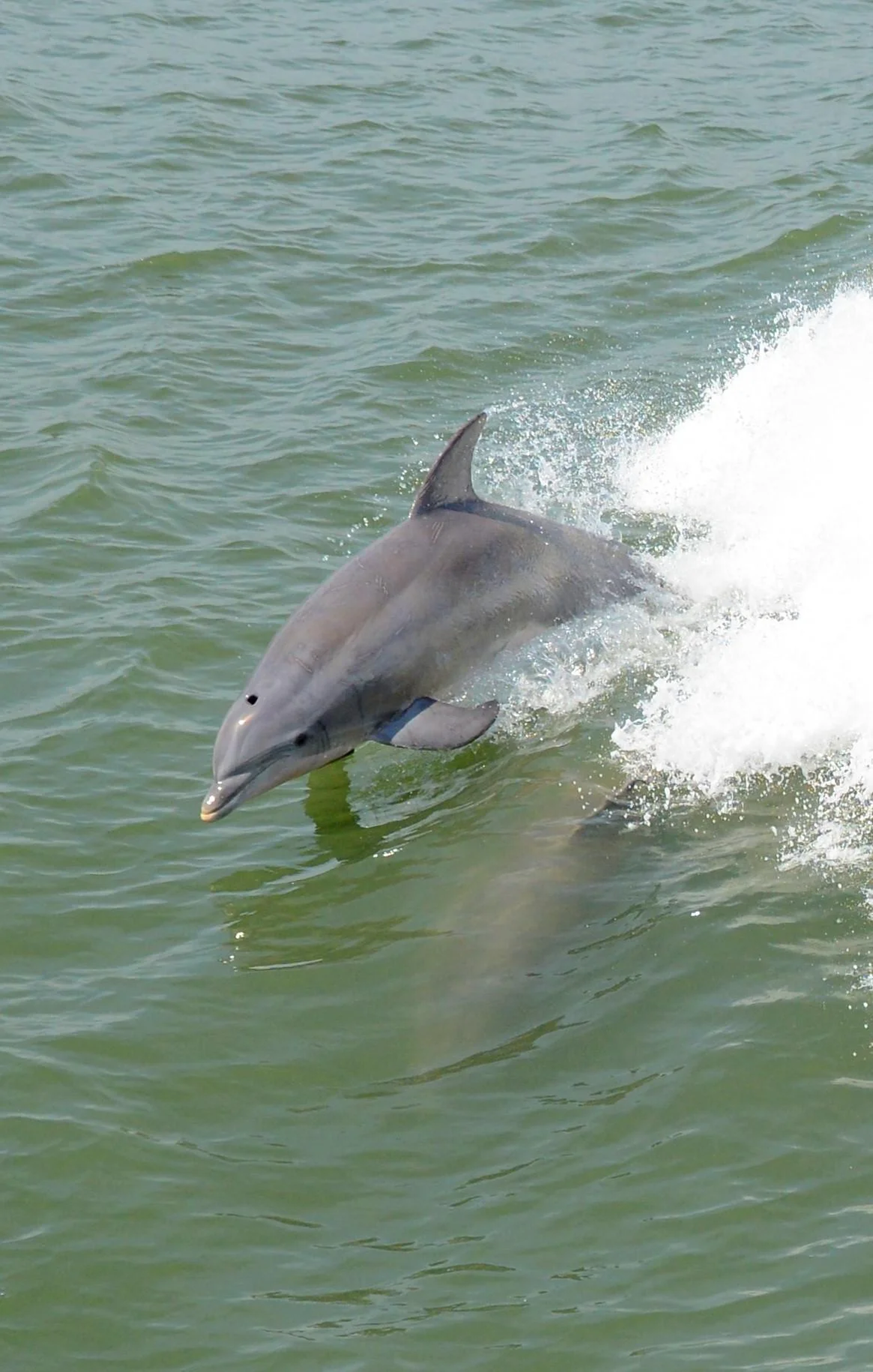 dolphins.jpg