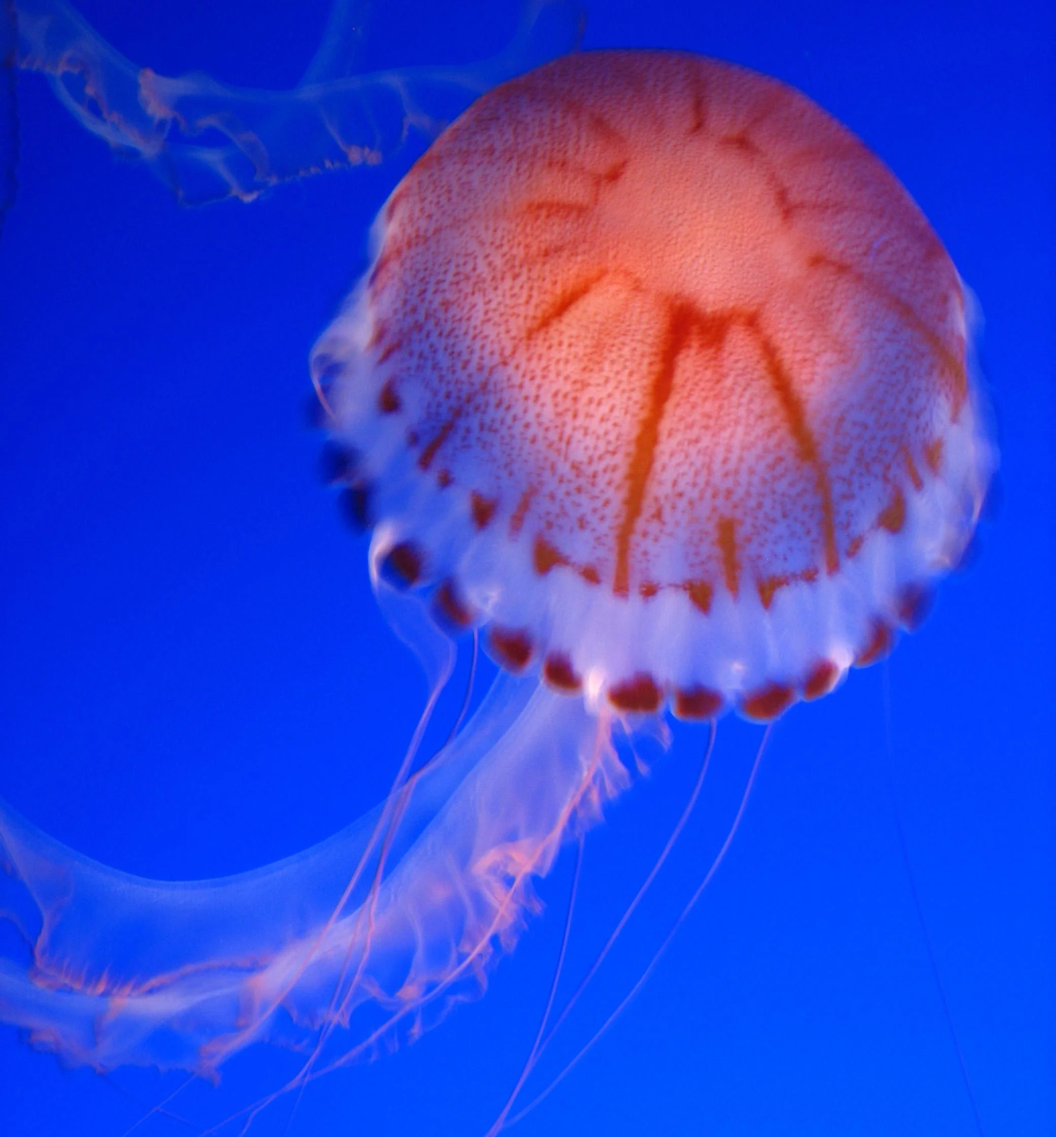 jellyfish orange.jpg