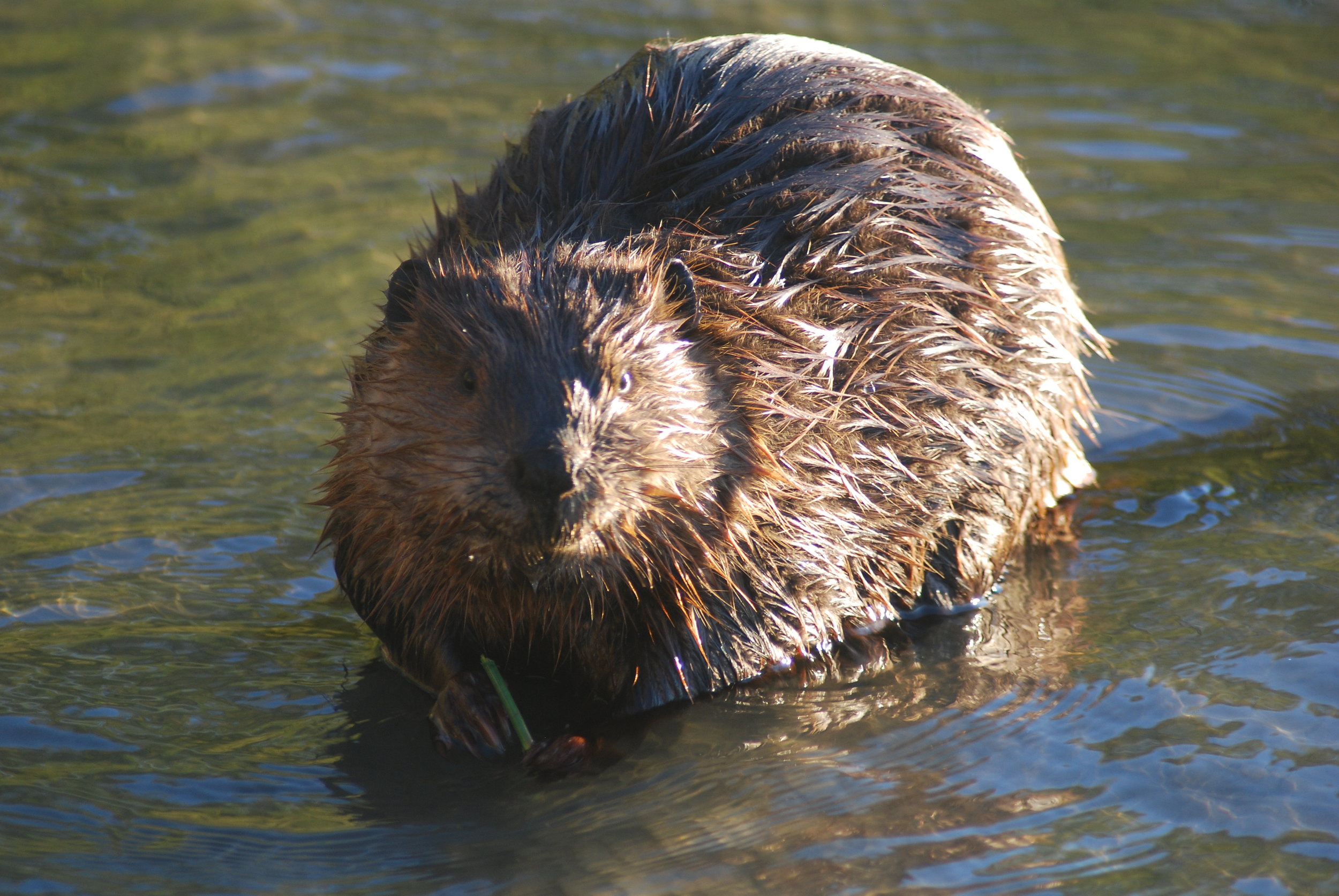 Beaver