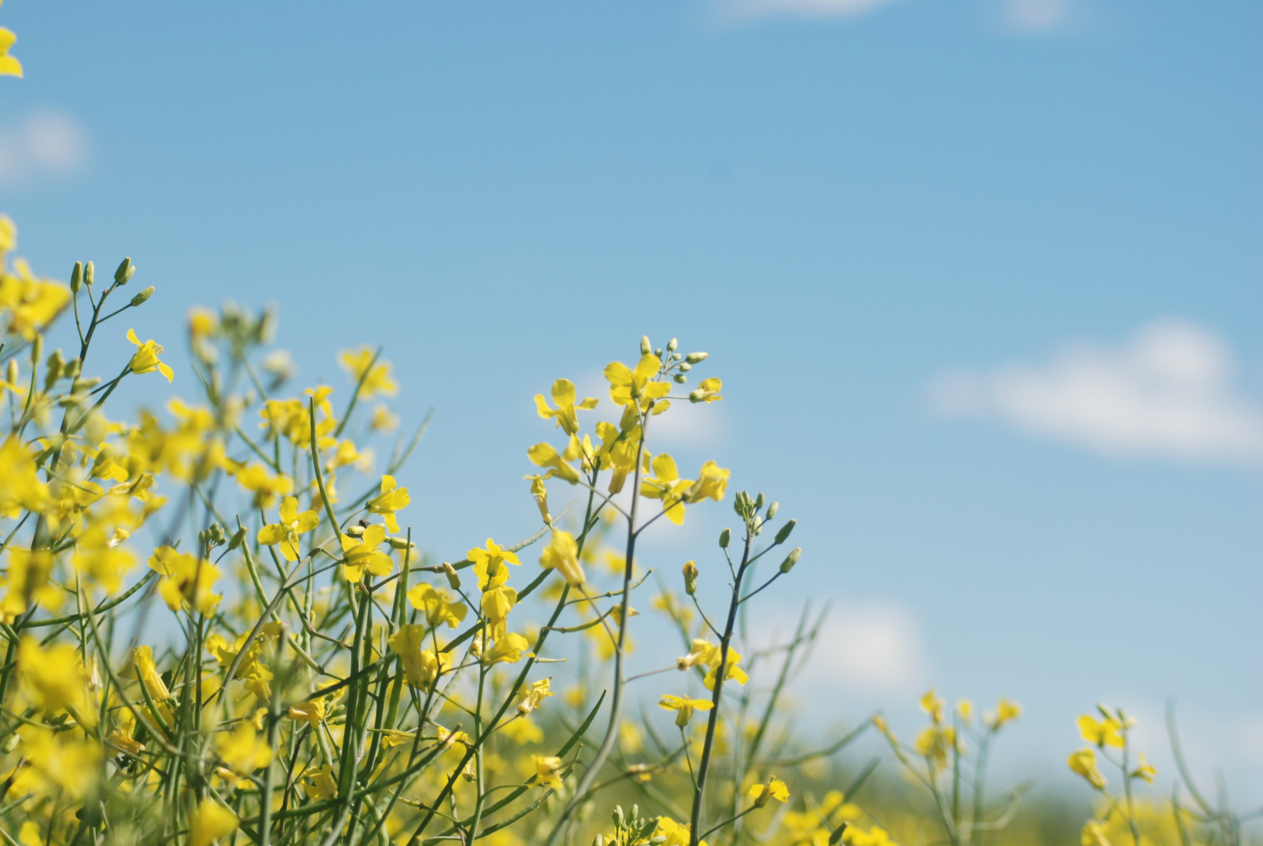 Canola Field