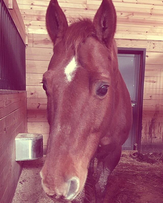 Cooper&rsquo;s ears are always perked... no carrot needed.