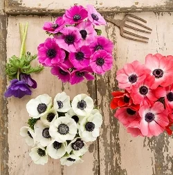 Anemone - Colorful, delicate blooms. Available January - May.
