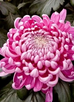 Chrysanthemum - Full, Rich, and Vibrant bloom. Available year round.