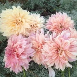Dahlia - Full Bloom with beautiful color transition from stem to tip. Best in spring & summer.