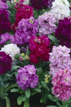 Stock - Taller stem with several blooms. Available in several shades of rich color. Available year round, best in March - August.