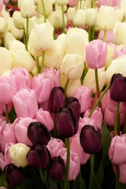 Tulip - Rich, Velvety texture and color. Available February - May.