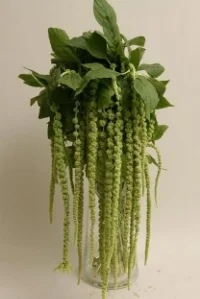 Green Amaranthus