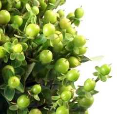 Hypercum Berries