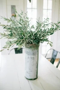 Olive Branch