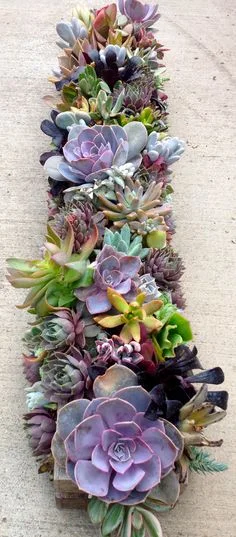 Succulent