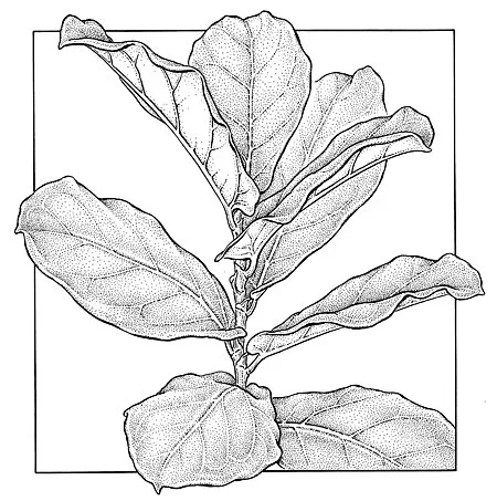 Ficus lyrata. Fiddleleaf fig. NY Times illustration. 6 x 7”