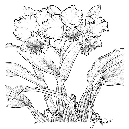 Laeliacattleya hybrid. NY Times illustration. 6 x 6”
